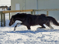 Black Ice in 2010 Snowmageddan